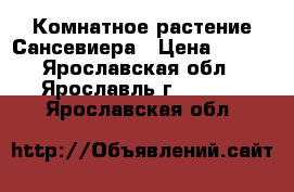 Комнатное растение Сансевиера › Цена ­ 500 - Ярославская обл., Ярославль г.  »    . Ярославская обл.